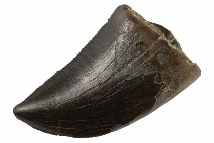 Serrated Tyrannosaur Tooth - Judith River Formation #194335